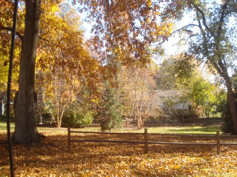 My yard covered in golden leaves